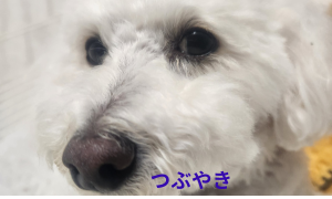 つぶやき