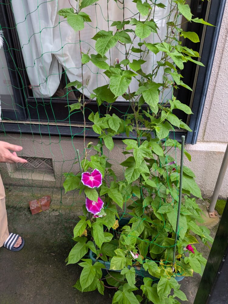 元気な時の朝顔君